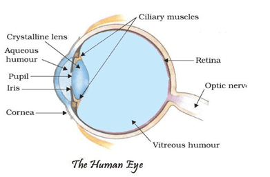 NCERT Solutions for Class 8 Science Chapter 16 Light image 2