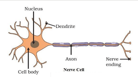 NCERT Solutions for Class 8 Science Chapter 8 Cell Structure and Functions image 1