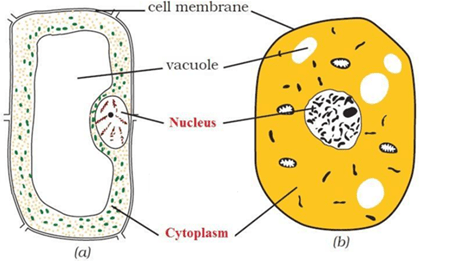 NCERT Solutions for Class 8 Science Chapter 8 Cell Structure and Functions image 2