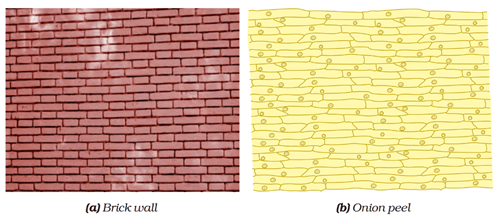 NCERT Solutions for Class 8 Science Chapter 8 Cell Structure and Functions image 3