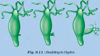 NCERT Solutions for Class 8 Science Chapter 9 Reproduction in Animals image 1