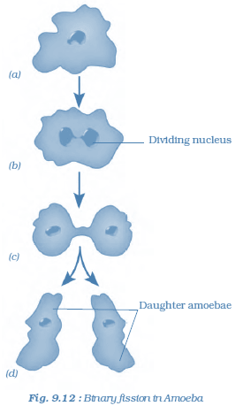 NCERT Solutions for Class 8 Science Chapter 9 Reproduction in Animals image 2