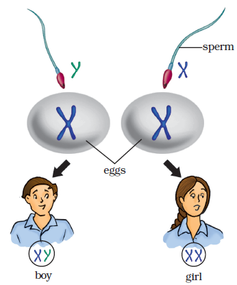 Class 8 Science Chapter 10 Reaching the Age of Adolescence Extra Questions image 1