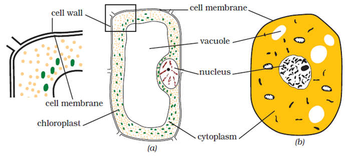 Class 8 Science Chapter 8 Cell Structure and Functions Extra Questions image 2