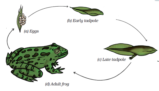 Class 8 Science Chapter 9 Reproduction in Animals Extra Questions image 2