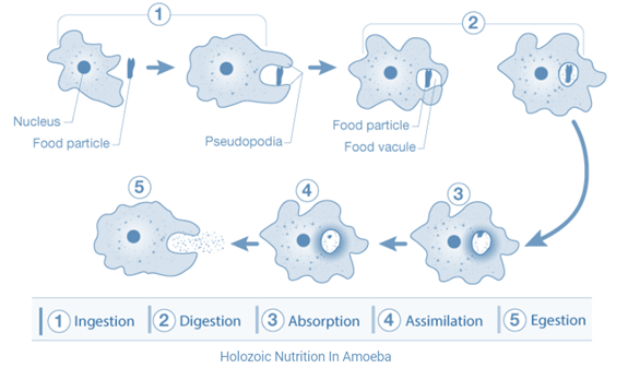 Class 10 Chapter 6 Life Processes Extra Question 21