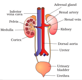 Class 10 Chapter 6 Life Processes Extra Question 26