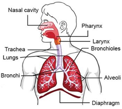 Class 10 Chapter 6 Life Processes Extra Question 30