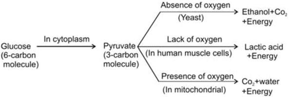 Class 10 Chapter 6 Life Processes Extra Question 38