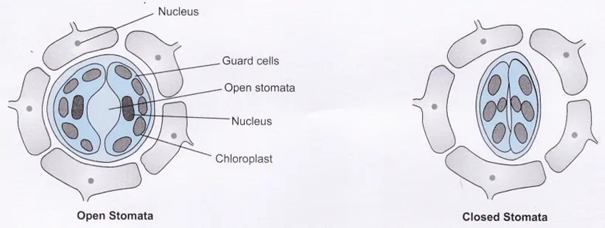 Class 10 Chapter 6 Life Processes Extra Question 41