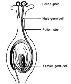 Class 10 Chapter 8 How do organisms Reproduce Extra Questions 42