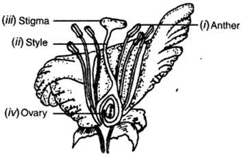 Class 10 Chapter 8 How do organisms Reproduce Extra Questions 43