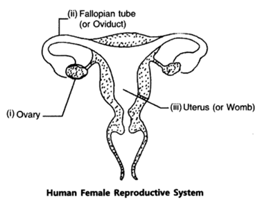 Class 10 Chapter 8 How do organisms Reproduce Extra Questions 46