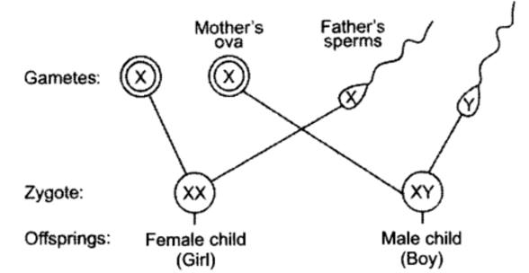 Class 10 Chapter 9 Heredity and Evolution Extra Questions 15