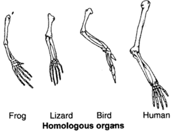 Class 10 Chapter 9 Heredity and Evolution Extra Questions 20