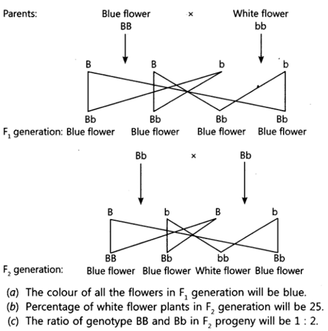 Class 10 Chapter 9 Heredity and Evolution Extra Questions 23