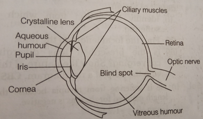 Class 10 Science Chapter 11 Human Eye and the Colourful World Important Question 9