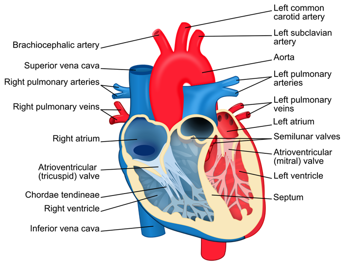 Class 10 Science Chapter 6 Life Processes Important Question 23