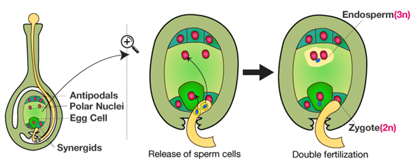 Class 10 Science Chapter 8 How do Organisms Reproduce Important Question 22