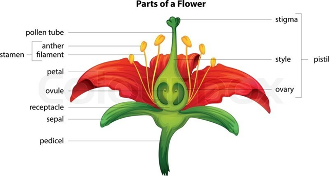 Class 10 Science Chapter 8 How do Organisms Reproduce Important Question 26