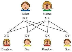 Class 10 Science Chapter 9 Heredity and Evolution Question 14