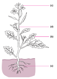 Class 6 Science Chapter 7 Getting to Know Plants Extra Questions 2