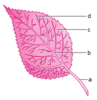 Class 6 Science Chapter 7 Getting to Know Plants Extra Questions 3