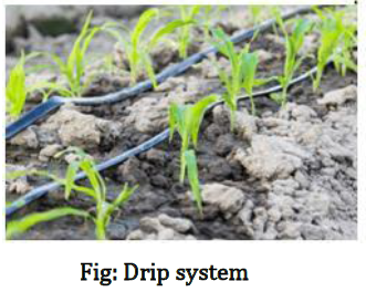 Class 8 Science Chapter 1 Crop Production and Management Important Question 4