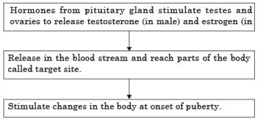 Class 8 Science Chapter 10 Reaching the Age of Adolescence Important Question 1