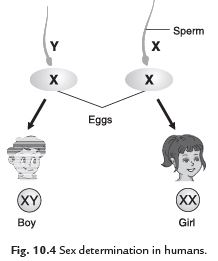 Class 8 Science Chapter 10 Reaching the Age of Adolescence Important Question 2