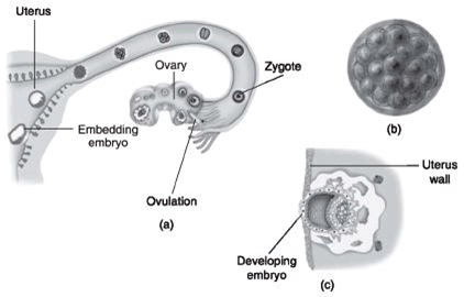 Class 8 Science Chapter 9 Reproduction in Animals Important Question 3