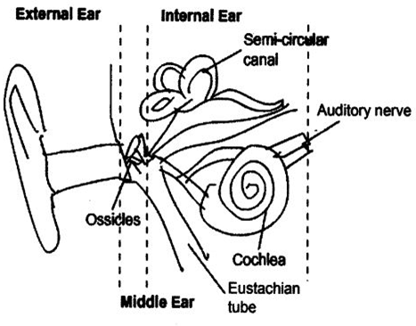 Extra Questions for Class 9 Science Chapter 12 Sound 5