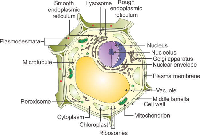 Extra Questions for Class 9 Science Chapter 5 The Fundamental Unit of Life 4