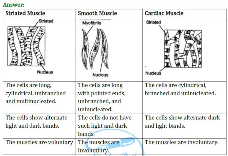Extra Questions for Class 9 Science Chapter 6 Tissues Study Path