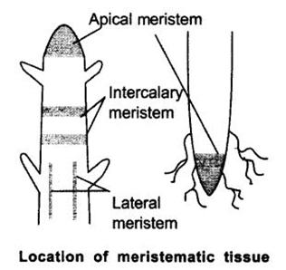 Extra Questions for Class 9 Science Chapter 6 Tissues 2