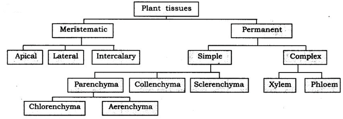 Extra Questions for Class 9 Science Chapter 6 Tissues 3