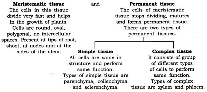 Extra Questions for Class 9 Science Chapter 6 Tissues 4