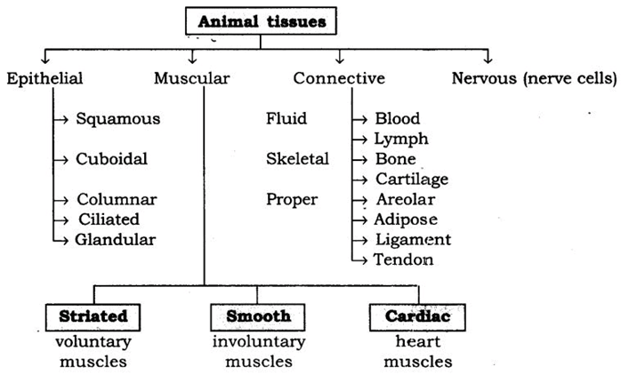 Extra Questions for Class 9 Science Chapter 6 Tissues 5