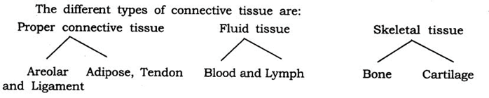 Extra Questions for Class 9 Science Chapter 6 Tissues 6
