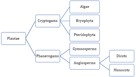 Extra Questions for Class 9 Science Chapter 7 Diversity in Living Organisms 1