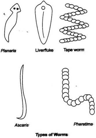 Extra Questions for Class 9 Science Chapter 7 Diversity in Living Organisms 3