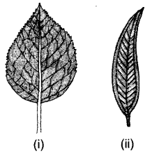 Important Questions for Class 6 Science Chapter 7 Getting to Know Plants 1