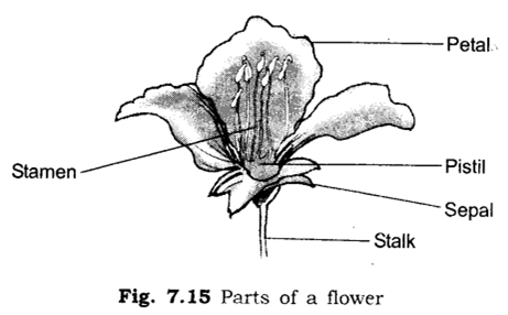 Important Questions for Class 6 Science Chapter 7 Getting to Know Plants 10