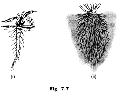 Important Questions for Class 6 Science Chapter 7 Getting to Know Plants 2