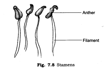 Important Questions for Class 6 Science Chapter 7 Getting to Know Plants 3