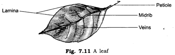 Important Questions for Class 6 Science Chapter 7 Getting to Know Plants 6