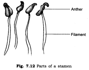 Important Questions for Class 6 Science Chapter 7 Getting to Know Plants 7