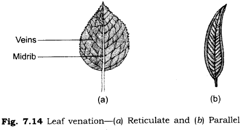 Important Questions for Class 6 Science Chapter 7 Getting to Know Plants 9