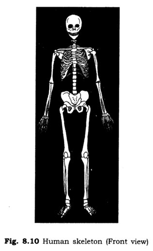 Important Questions for Class 6 Science Chapter 8 Body Movements 1