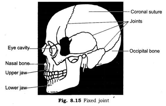 Important Questions for Class 6 Science Chapter 8 Body Movements 2